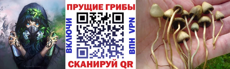 Псилоцибиновые грибы Psilocybe  мега ссылки  Зеленокумск 